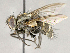  ( - CNC869829)  @11 [ ] No Rights Reserved (2018) Unspecified Canadian National Collection of Insects, Arachnids and Nematodes