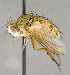 ( - CNC892271)  @11 [ ] No Rights Reserved (2018) Unspecified Canadian National Collection of Insects, Arachnids and Nematodes