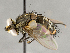  ( - CNC895464)  @11 [ ] No Rights Reserved (2018) Unspecified Canadian National Collection of Insects, Arachnids and Nematodes