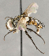  (Winthemia sp. GER7 - CNC895586)  @11 [ ] No Rights Reserved (2018) Unspecified Canadian National Collection of Insects, Arachnids and Nematodes