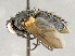  ( - CNC895641)  @11 [ ] No Rights Reserved (2018) Unspecified Canadian National Collection of Insects, Arachnids and Nematodes