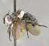  (Epigrimyia illinoensis - CNC896548)  @14 [ ] No Rights Reserved (2018) Unspecified Canadian National Collection of Insects, Arachnids and Nematodes