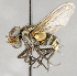  ( - CNC554606)  @11 [ ] No Rights Reserved (2017) Unspecified Canadian National Collection of Insects, Arachnids and Nematodes