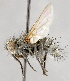  ( - CNC554646)  @11 [ ] No Rights Reserved (2018) Unspecified Canadian National Collection of Insects, Arachnids and Nematodes