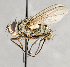  (Cryptomeigenia sp. GER1 - CNC554651)  @14 [ ] No Rights Reserved (2018) Unspecified Canadian National Collection of Insects, Arachnids and Nematodes