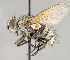  ( - CNC554778)  @11 [ ] No Rights Reserved (2017) Unspecified Canadian National Collection of Insects, Arachnids and Nematodes