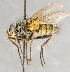 ( - CNC554785)  @13 [ ] No Rights Reserved (2019) Unspecified Canadian National Collection of Insects, Arachnids and Nematodes