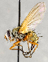  ( - CNC554833)  @13 [ ] No Rights Reserved (2020) Unspecified Canadian National Collection of Insects, Arachnids and Nematodes