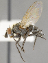  (Phytomyptera sp. GER1 - CNC554893)  @12 [ ] No Rights Reserved (2017) Unspecified Canadian National Collection of Insects, Arachnids and Nematodes