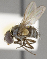  ( - CNC554930)  @11 [ ] No Rights Reserved (2017) Unspecified Canadian National Collection of Insects, Arachnids and Nematodes