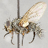  ( - CNC557332)  @13 [ ] No Rights Reserved (2017) Unspecified Canadian National Collection of Insects, Arachnids and Nematodes