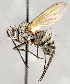  ( - CNC557337)  @11 [ ] No Rights Reserved (2022) Unspecified Canadian National Collection of Insects, Arachnids and Nematodes