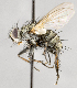  ( - CNC557363)  @13 [ ] No Rights Reserved (2025) Unspecified Canadian National Collection of Insects, Arachnids and Nematodes