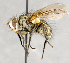  ( - CNC557455)  @13 [ ] No Rights Reserved (2025) Unspecified Canadian National Collection of Insects, Arachnids and Nematodes