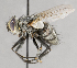  ( - CNC557457)  @13 [ ] No Rights Reserved (2026) Unspecified Canadian National Collection of Insects, Arachnids and Nematodes