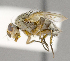  (Siphona sp. Ceranthia GER1 - CNC557464)  @11 [ ] No Rights Reserved (2017) Unspecified Canadian National Collection of Insects, Arachnids and Nematodes