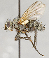  ( - CNC566018)  @13 [ ] No Rights Reserved (2017) Unspecified Canadian National Collection of Insects, Arachnids and Nematodes