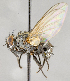  ( - CNC572109)  @12 [ ] No Rights Reserved (2017) Unspecified Canadian National Collection of Insects, Arachnids and Nematodes