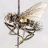  ( - CNC572113)  @11 [ ] Unspecified (default): All Rights Reserved (2017) Unspecified Canadian National Collection of Insects, Arachnids and Nematodes