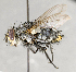  ( - CNC572172)  @12 [ ] No Rights Reserved (2017) Unspecified Canadian National Collection of Insects, Arachnids and Nematodes