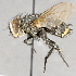  ( - CNC572217)  @13 [ ] No Rights Reserved (2017) Unspecified Canadian National Collection of Insects, Arachnids and Nematodes