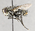  ( - CNC572222)  @13 [ ] No Rights Reserved (2017) Unspecified Canadian National Collection of Insects, Arachnids and Nematodes