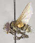  ( - CNC572231)  @11 [ ] No Rights Reserved (2017) Unspecified Canadian National Collection of Insects, Arachnids and Nematodes