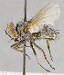  ( - CNC572266)  @11 [ ] Unspecified (default): All Rights Reserved (2017) Unspecified Canadian National Collection of Insects, Arachnids and Nematodes