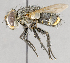  ( - CNC572269)  @13 [ ] No Rights Reserved (2017) Unspecified Canadian National Collection of Insects, Arachnids and Nematodes