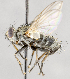  ( - CNC572276)  @13 [ ] No Rights Reserved (2028) Unspecified Canadian National Collection of Insects, Arachnids and Nematodes