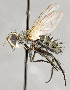  ( - CNC572291)  @11 [ ] No Rights Reserved (2028) Unspecified Canadian National Collection of Insects, Arachnids and Nematodes