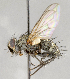  ( - CNC572298)  @13 [ ] No Rights Reserved (2017) Unspecified Canadian National Collection of Insects, Arachnids and Nematodes