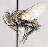  ( - CNC575208)  @14 [ ] No Rights Reserved (2017) Unspecified Canadian National Collection of Insects, Arachnids and Nematodes