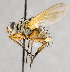  ( - CNC575230)  @13 [ ] No Rights Reserved (2030) Unspecified Canadian National Collection of Insects, Arachnids and Nematodes