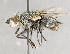  (Linnaemya glauca - CNC583576)  @14 [ ] No Rights Reserved (2017) Unspecified Canadian National Collection of Insects, Arachnids and Nematodes