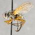  ( - CNC583589)  @13 [ ] No Rights Reserved (2031) Unspecified Canadian National Collection of Insects, Arachnids and Nematodes