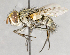  ( - CNC583595)  @11 [ ] No Rights Reserved (2017) Unspecified Canadian National Collection of Insects, Arachnids and Nematodes