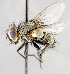  ( - CNC583654)  @14 [ ] No Rights Reserved (2017) Unspecified Canadian National Collection of Insects, Arachnids and Nematodes