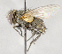  ( - CNC591943)  @11 [ ] No Rights Reserved (2017) Unspecified Canadian National Collection of Insects, Arachnids and Nematodes