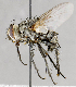  ( - CNC591951)  @11 [ ] No Rights Reserved (2017) Unspecified Canadian National Collection of Insects, Arachnids and Nematodes