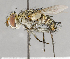  ( - CNC591983)  @11 [ ] No Rights Reserved (2017) Unspecified Canadian National Collection of Insects, Arachnids and Nematodes