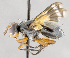  ( - CNC591985)  @13 [ ] No Rights Reserved (2032) Unspecified Canadian National Collection of Insects, Arachnids and Nematodes