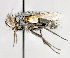  ( - CNC591992)  @11 [ ] No Rights Reserved (2017) Unspecified Canadian National Collection of Insects, Arachnids and Nematodes