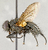  ( - CNC592002)  @11 [ ] No Rights Reserved (2017) Unspecified Canadian National Collection of Insects, Arachnids and Nematodes