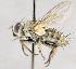 ( - CNC592009)  @11 [ ] No Rights Reserved (2033) Unspecified Canadian National Collection of Insects, Arachnids and Nematodes