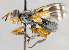  (Euthera setifacies - CNC592036)  @14 [ ] No Rights Reserved (2034) Unspecified Canadian National Collection of Insects, Arachnids and Nematodes