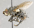  ( - CNC617783)  @13 [ ] No Rights Reserved (2017) Unspecified Canadian National Collection of Insects, Arachnids and Nematodes