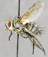  ( - CNC617785)  @13 [ ] No Rights Reserved (2036) Unspecified Canadian National Collection of Insects, Arachnids and Nematodes