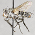  ( - CNC617795)  @11 [ ] No Rights Reserved (2037) Unspecified Canadian National Collection of Insects, Arachnids and Nematodes