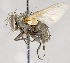  (Pseudochaeta sp. GER1 - CNC617802)  @11 [ ] No Rights Reserved (2017) Unspecified Canadian National Collection of Insects, Arachnids and Nematodes